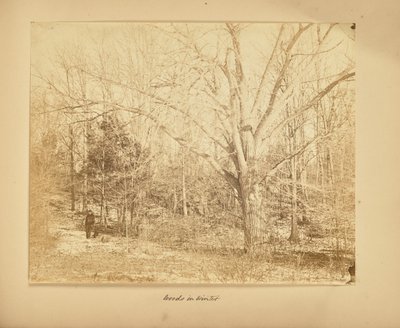 冬の森 作： Thomas E. Jevons
