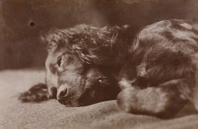 ボイス、セッター犬の肖像 作： トーマス・イーキンズ