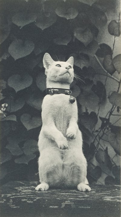 エイキンズ ヤードの猫、c。 1880～1890年。 作： Thomas Eakins