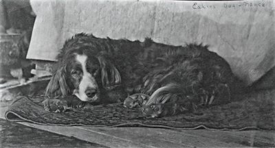 エイキンズの犬ハリー、c。 1880～1890年。 作： Thomas Eakins