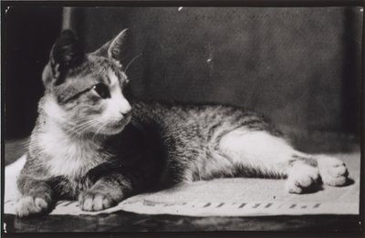 トーマス・イーキンズ夫人の猫、c。 1880～1890年。 作： Thomas Eakins