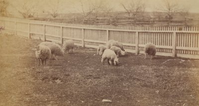 [ペンシルベニア州アヴォンデールの牧場の羊たち]。 作： Thomas Eakins