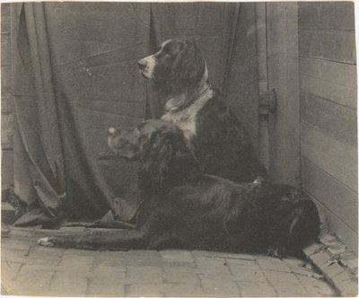 [トーマス・イーキンスの犬ハリーと別のセッター]、1880年代、1880年代。 作： Thomas Eakins