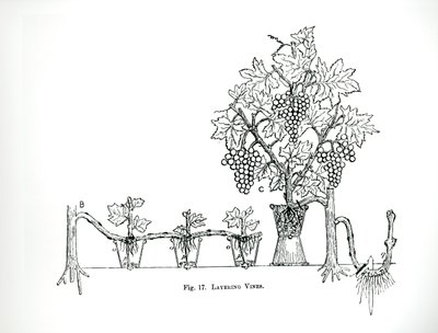 1900年に出版されたトーマス・モーソンの『The Art and Craft of Garden Making』に掲載されているつる植物の重ね植え（彫刻）（モノクロ写真） 作： Thomas Hayton Mawson