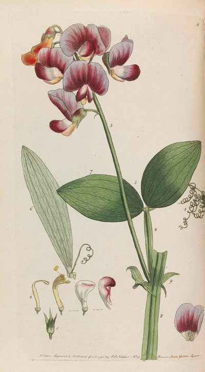 素朴な植物、1792 年。 作： Thomas Martyn