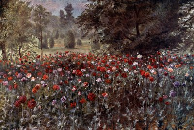 キュー・ガーデンズケシの花壇」（カラーリトグラフ 作： Thomas Mower Martin