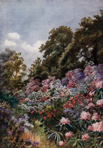 キュー・ガーデンズThe Rhododendron Dell (カラーリトグラフ) 作： Thomas Mower Martin