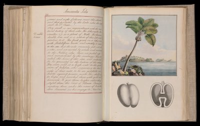 エチオピア・アフリカ博物学者、旅行家、作家であるトマス・ペナント（1726-1798）による叙述、博物学、スケッチ。 作： Thomas Pennant