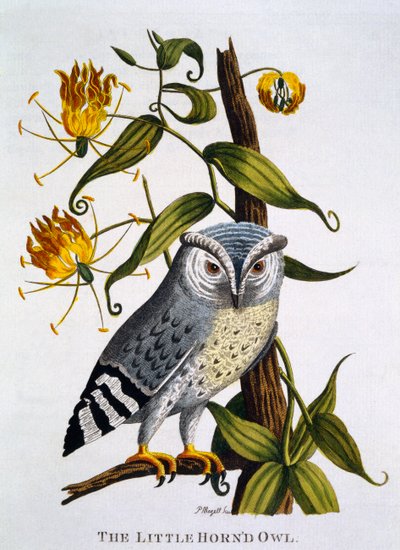 「インドの動物学」からリトルホーンフクロウ、1790年に公開 作： Thomas Pennant