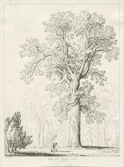 ブリスフィールド-キングオーク：ペンとインクの描画 作： Thomas Peploe Wood