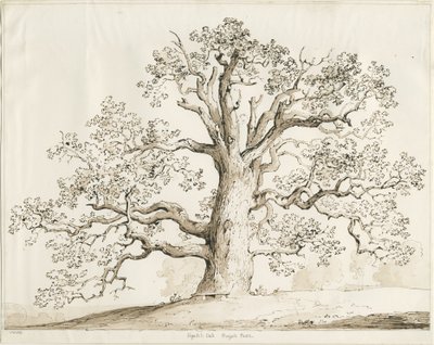 Blithfield-Squitch Oak：ペンとウォッシュ、1837 作： Thomas Peploe Wood