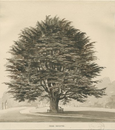 インジェストレ-杉の木：セピア画、ND [？1838] 作： Thomas Peploe Wood
