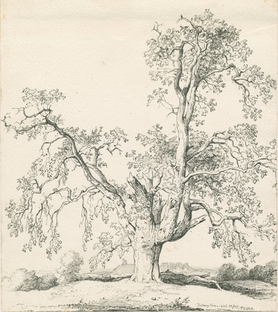 タットベリー-&39;WychElm &39;：ペンとインクの描画 作： Thomas Peploe Wood