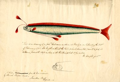 Newlyn Oarfish (Regalecus glesne)の水彩画、1849年頃（紙に鉛筆と水彩）。 作： Thomas Quiller Couch