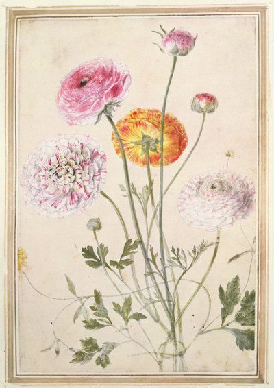 花の研究、1760年頃 作： Thomas Robins