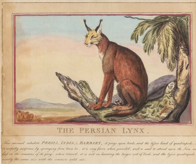 タイトルページ付きの8点セット。『外国および国内の動物』。  7.  ペルシャオオヤマネコ 作： Thomas Rowlandson
