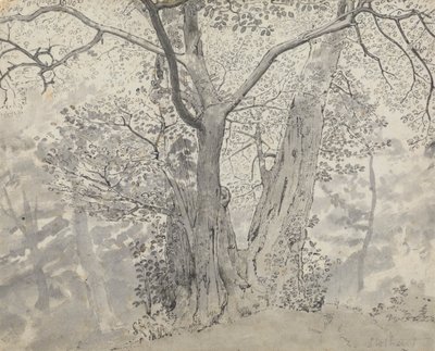 木の研究 作： Thomas Stothard