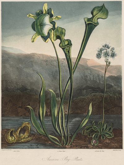 フローラの神殿：アメリカの湿原植物。 作： Thomas Sutherland