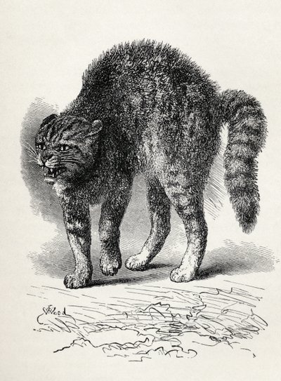チャールズダーウィンの「人と動物における感情の表現」、1872年（リソ）からの犬に怯えた猫 作： Thomas W. Wood