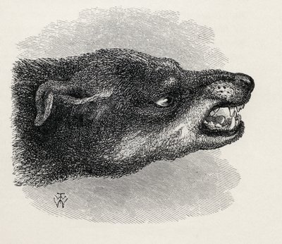 チャールズダーウィンの「人と動物の感情の表現」、1872年から犬をむしゃむしゃの頭 作： Thomas W. Wood
