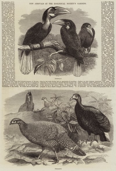 動物学協会の庭園に新着 作： Thomas W. Wood