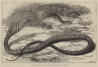 動物学協会の庭園で蛇を食べる蛇 作： Thomas W. Wood