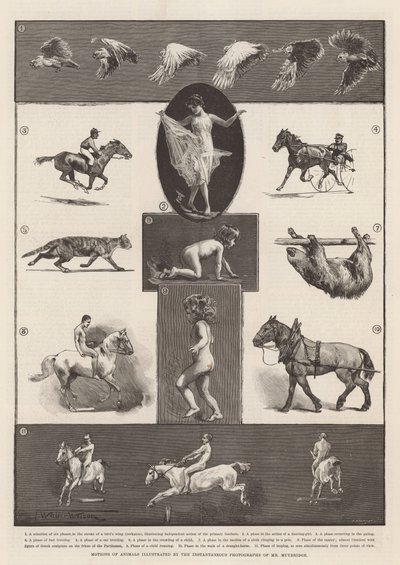 ミューブリッジ氏の瞬間写真に描かれた動物の動き 作： Thomas Walter Wilson
