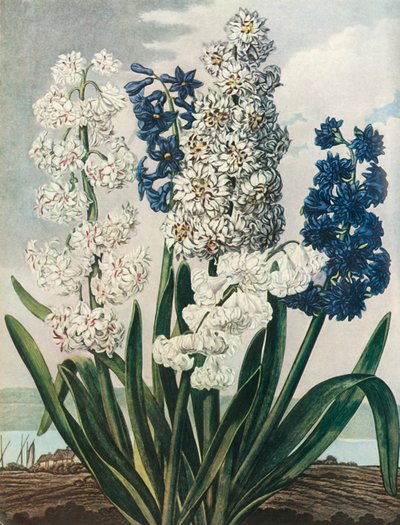 「ヒヤシンス」、1801年、1948年。 作： Thomas Warner