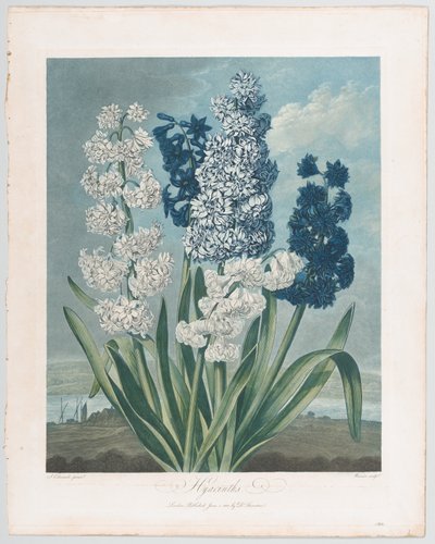 ヒヤシンス、「The Temple of Flora, or Garden of Nature」より、1801年6月1日。 作： Thomas Warner