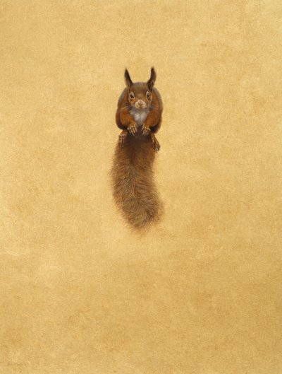 赤リスの跳躍-（水彩画と紙にグワッシュ） 作： Tim Hayward