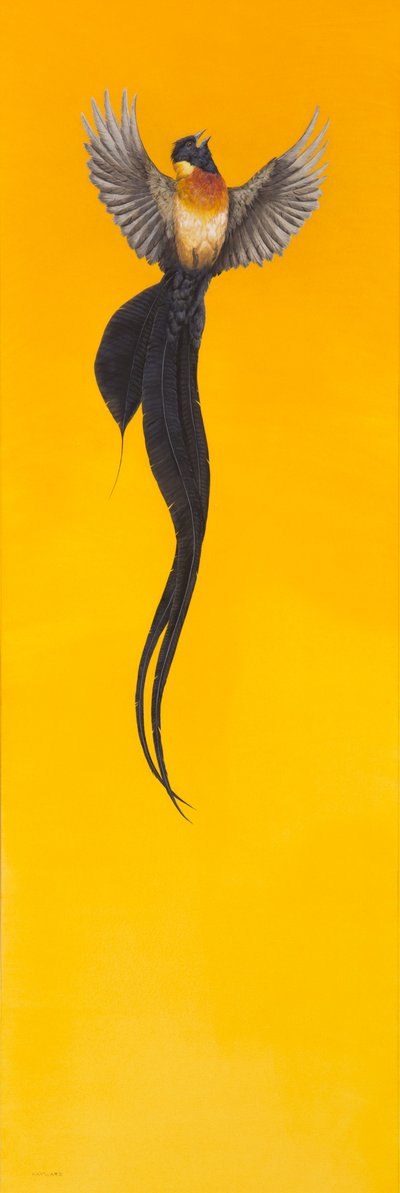 舞い上がる;黄色 作： Tim Hayward