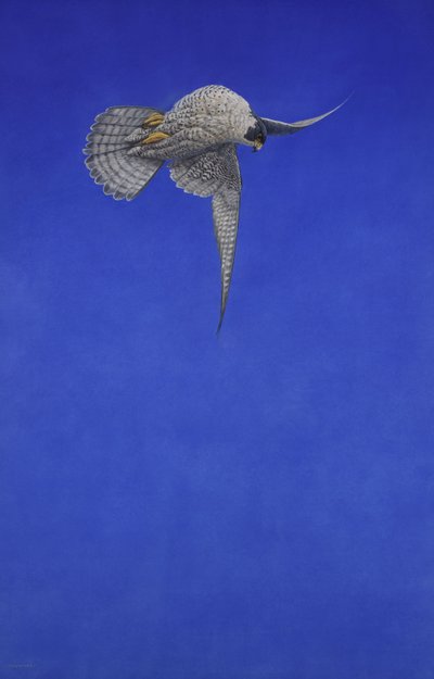 コルク栓抜き;ハヤブサ 作： Tim Hayward