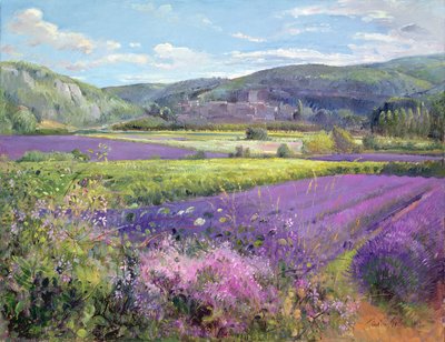 古いプロヴァンスのラベンダー畑 作： Timothy Easton