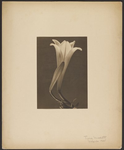 No.1だ。 作： Tina Modotti