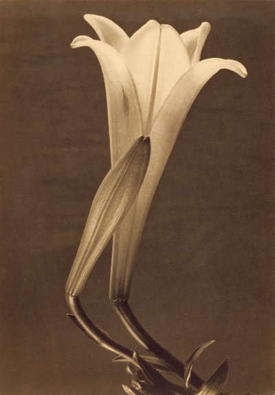 Tina ModottiによるLilyのプラチナプリント 作： Tina Modotti