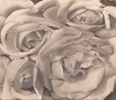 薔薇（メキシコ） by Tina Modotti 作： Tina Modotti