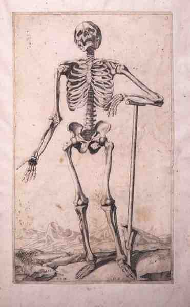ドメニコ・マリア・ボナヴェーラ（b.1640）の「解剖学的考察」（エッチングとドライポイント）。 作： Titian (c.1488 1576) (after)