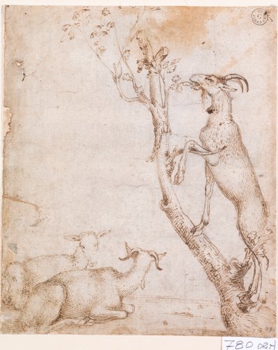 牧草地のヤギ （紙にペン・インク） 作： Titian (c.1488 1576)