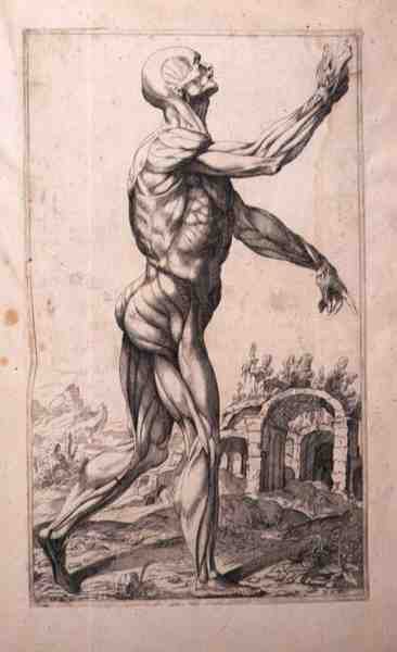 ドメニコ・マリア・ボナヴェーラ（b.1640）の「解剖学的考察」（エッチングとドライポイント）。 作： Titian (c.1488 1576) (after)