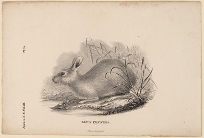 スワンプ ウサギ 作： Titian Ramsay Peale
