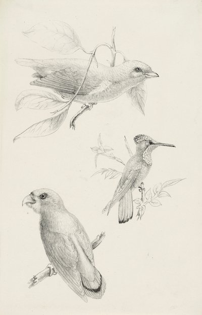 三鳥 作： Titian Ramsay Peale
