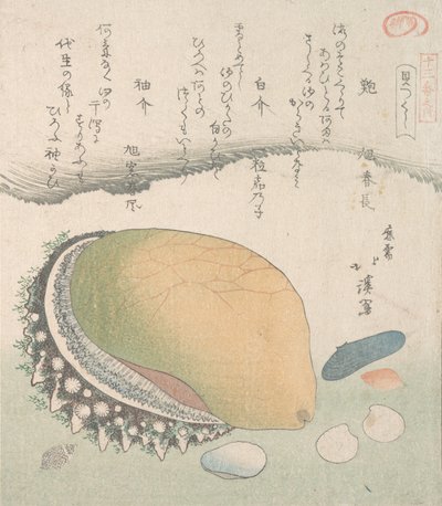 あわびの貝殻と貝殻各種、19世紀。 作： Totoya Hokkei
