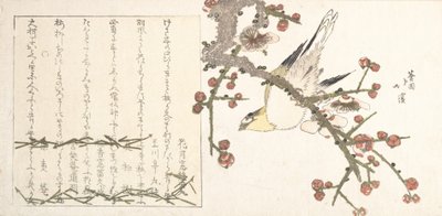 梅の枝にとまるウグイス ウメニウグイス、19世紀初頭。 作： Totoya Hokkei