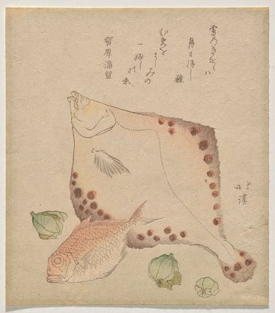 ヒラメ、鯛で福寿？ つぼみ 作： Totoya Hokkei