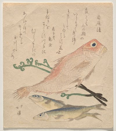 ピンクの鯛（シロアマダイ）と2匹の小さなマス（アイ） 作： Totoya Hokkei
