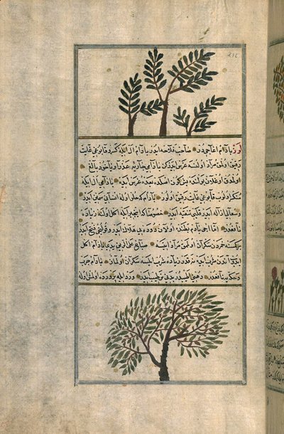 Zakariya ibn Muhammad al-Qazwiniによる論文の後のアーモンドの木の上のフランキンセンスの木（ヨーロッパの敷き紙のインクと顔料） 作： Turkish School