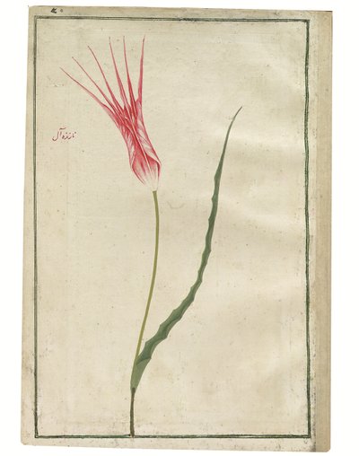 「Nazende-Âl」（軽蔑的な深紅）、赤とクリーム色のチューリップ、1725年頃（水彩画とボディカラーの描画） 作： Turkish School