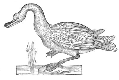 鳥類学・鳥類史第12巻 作： Ulisse Aldrovandi