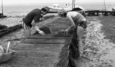 6080 C18 Ostregrower in Vendee Oyster August 1974 作： Unbekannt