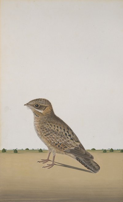 一般的なインドのヨタカ Caprimulgus asiaticus、ca。 1780年 作： Unbekannt
